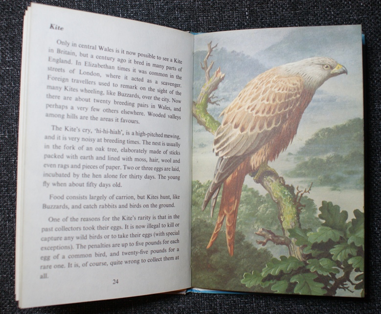 When I looked at this picture I never imagined seeing a Red Kite 'for real'!