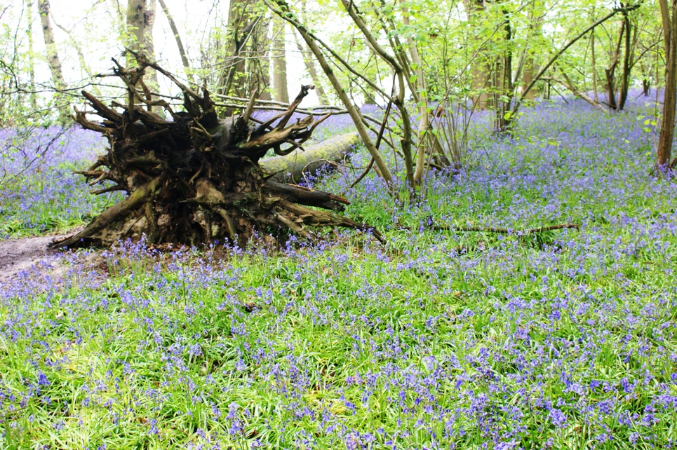 This is a photo my husband took last year of the bluebells at Hatchlands Park.