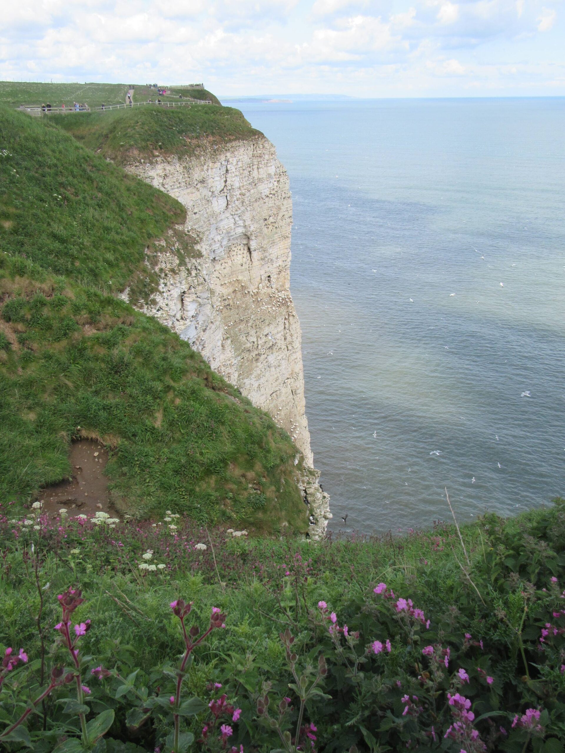 Bempton Cliffs (1) by Allison Reid
