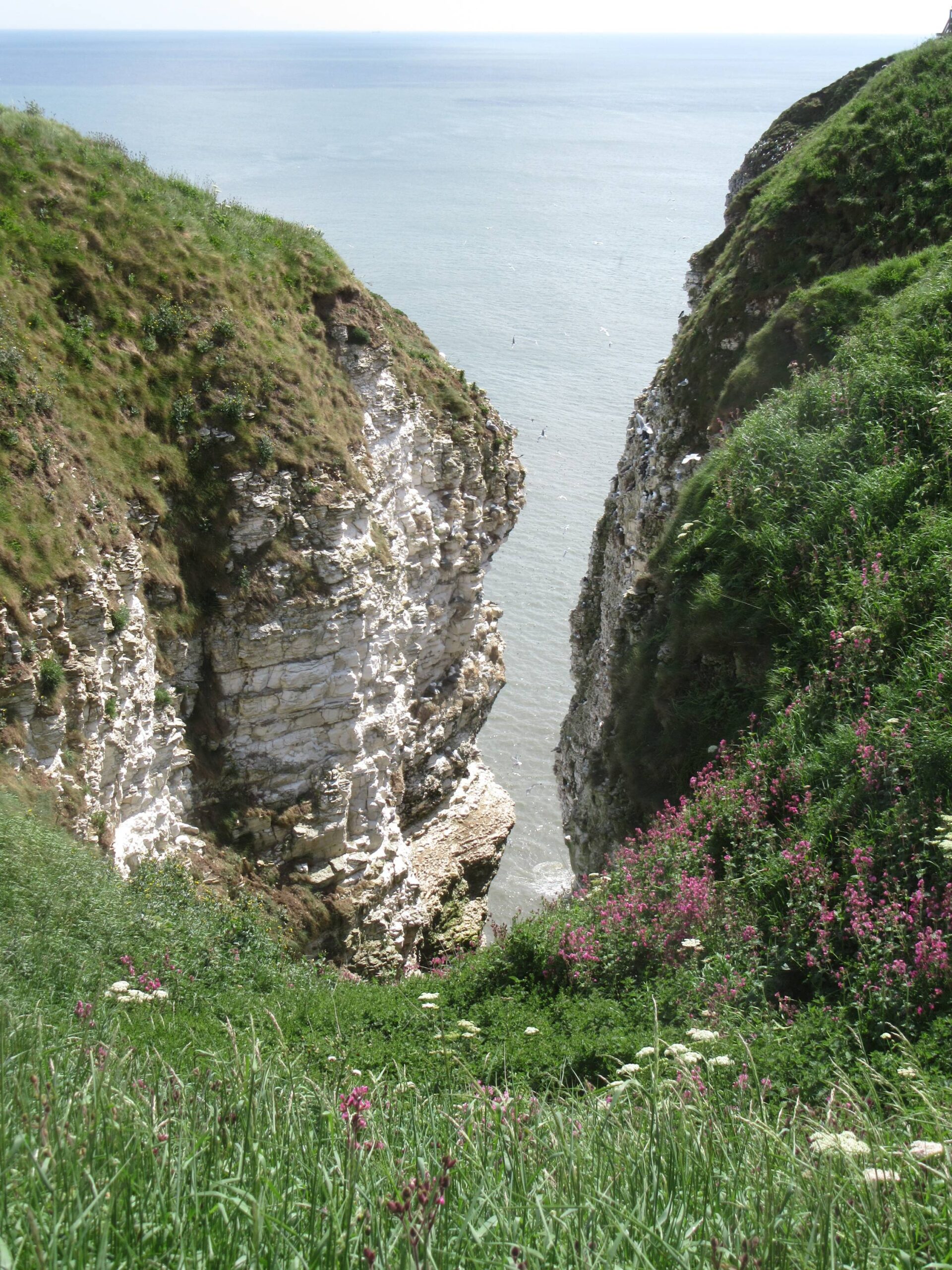 Bempton Cliffs (2) by Allison Reid