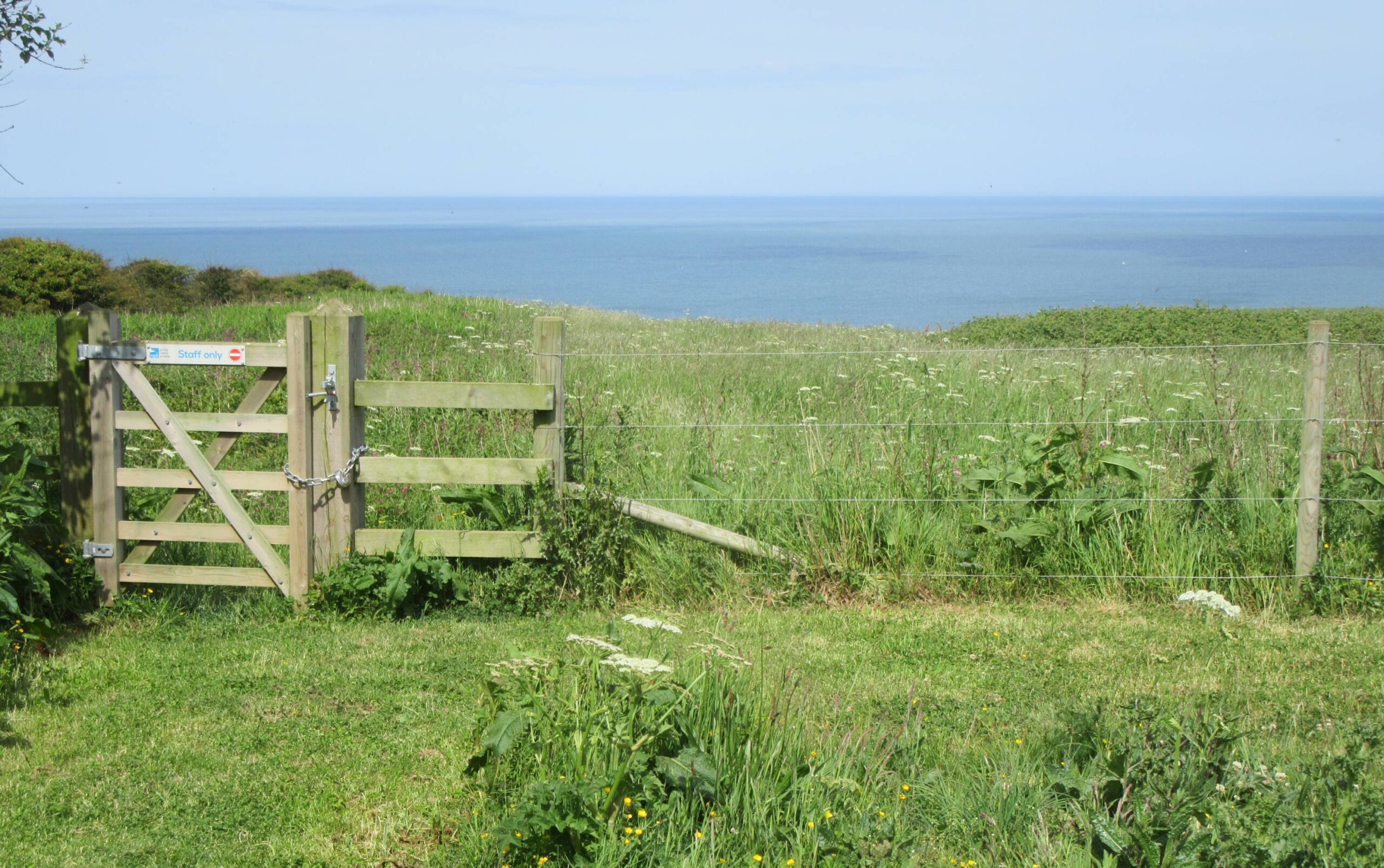 Bempton Cliffs (4) by Allison Reid