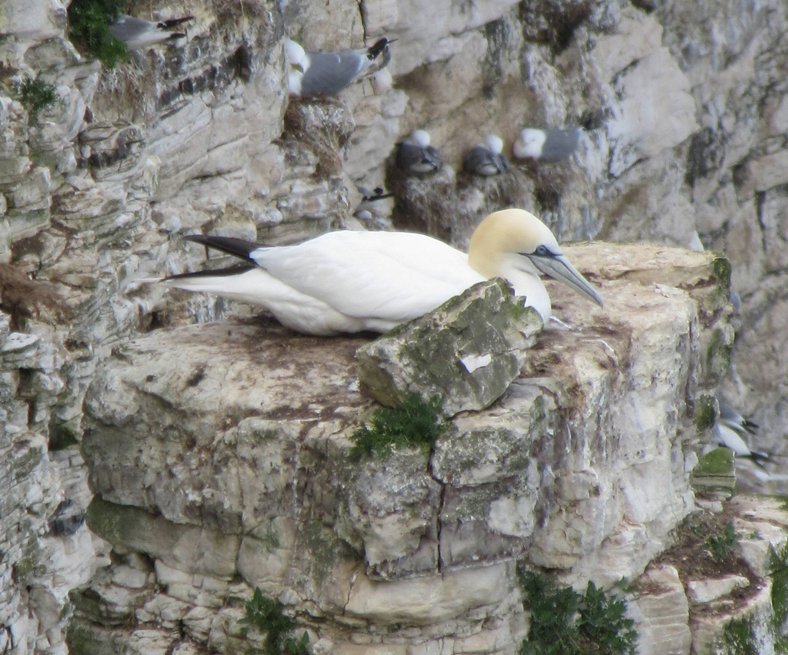 Bempton Cliffs Gannet on nest by Allison Reid