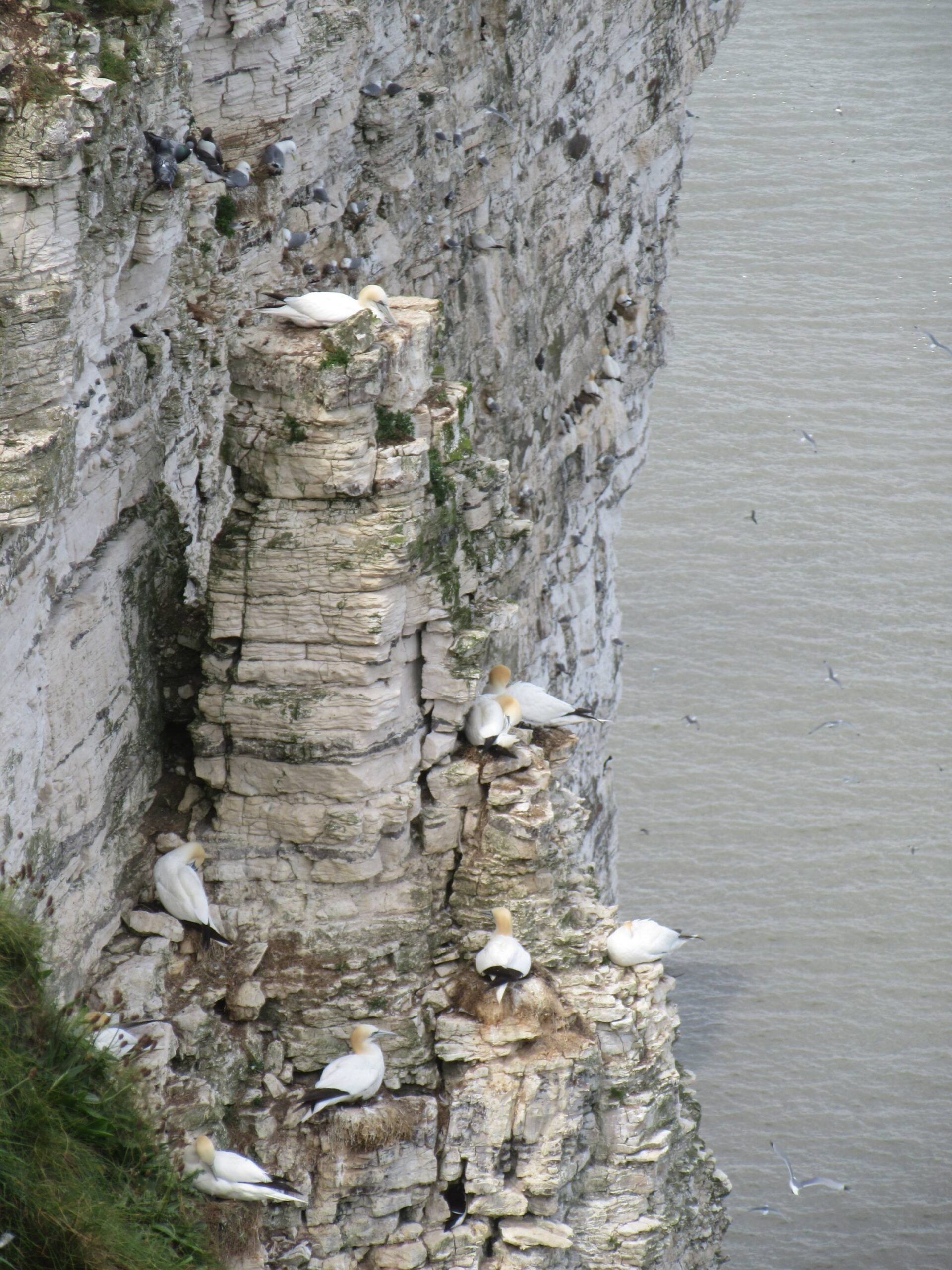 Bempton Cliffs Gannets by Allison Reid