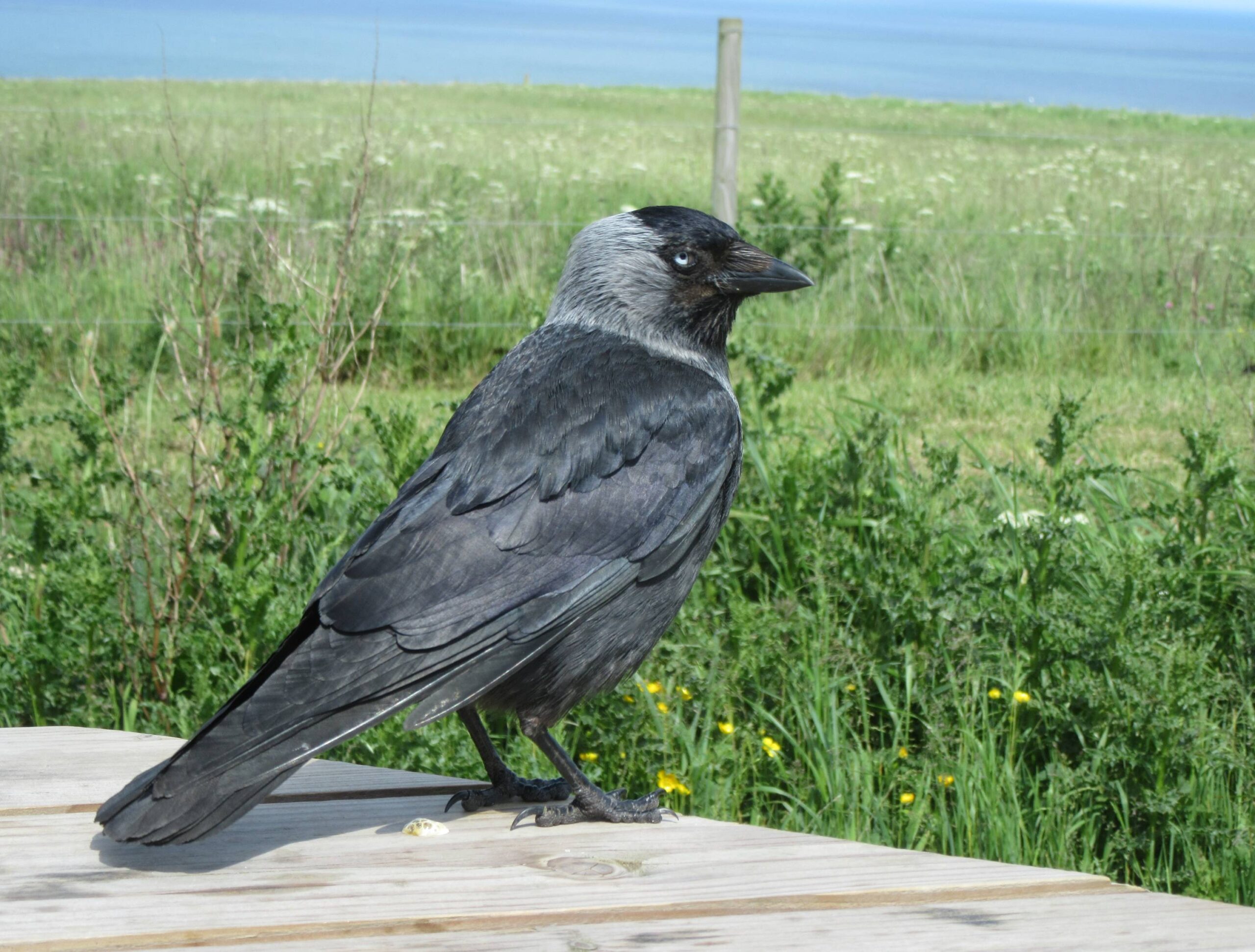 Bempton Cliffs Jackdaw by Allison Reid