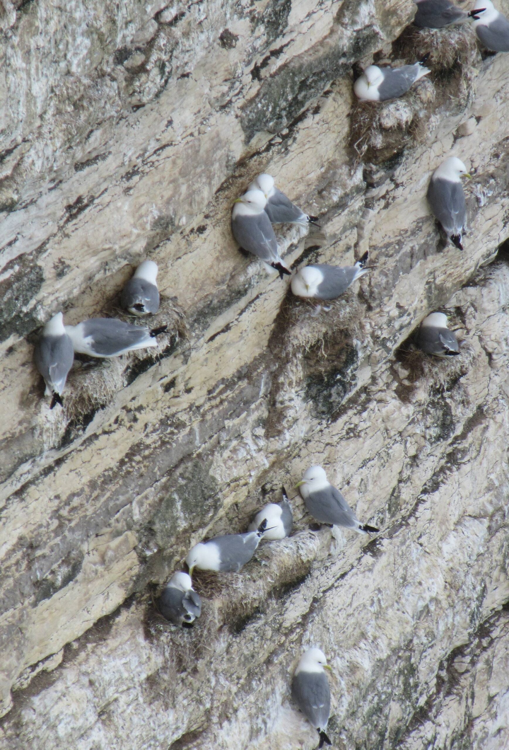 Bempton Cliffs Kittiwakes by Allison Reid
