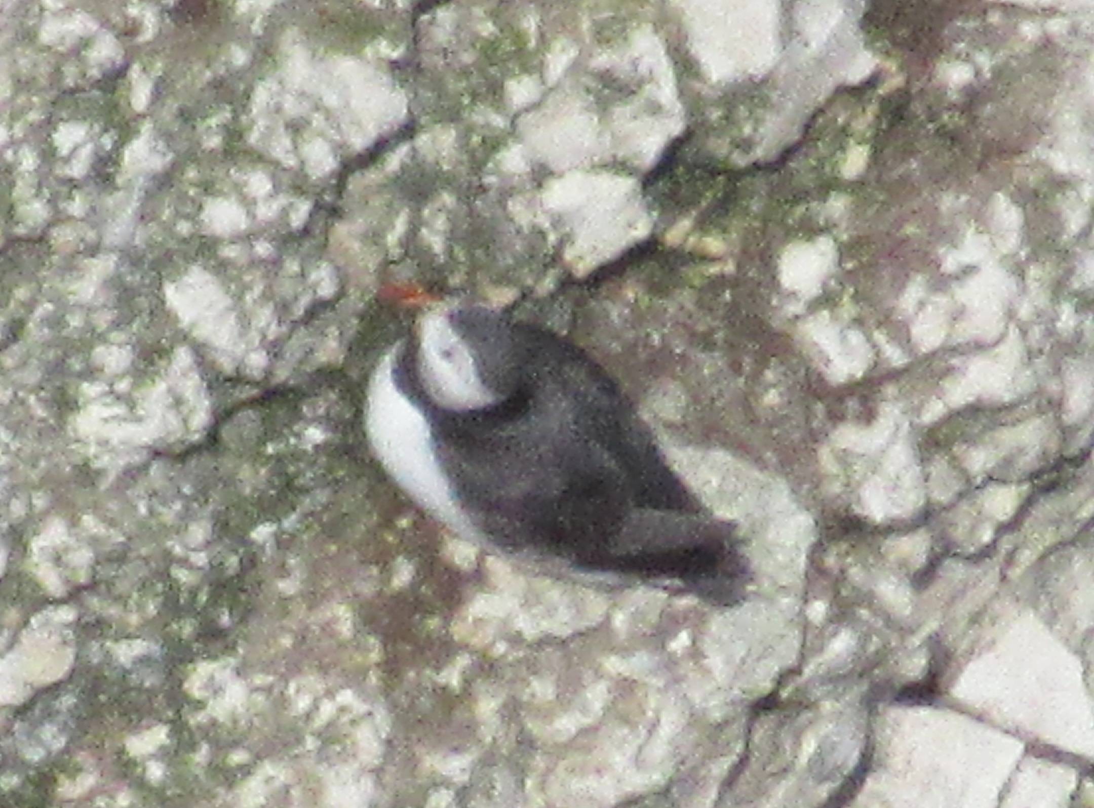 Bempton Cliffs Puffin by Duncan Reid