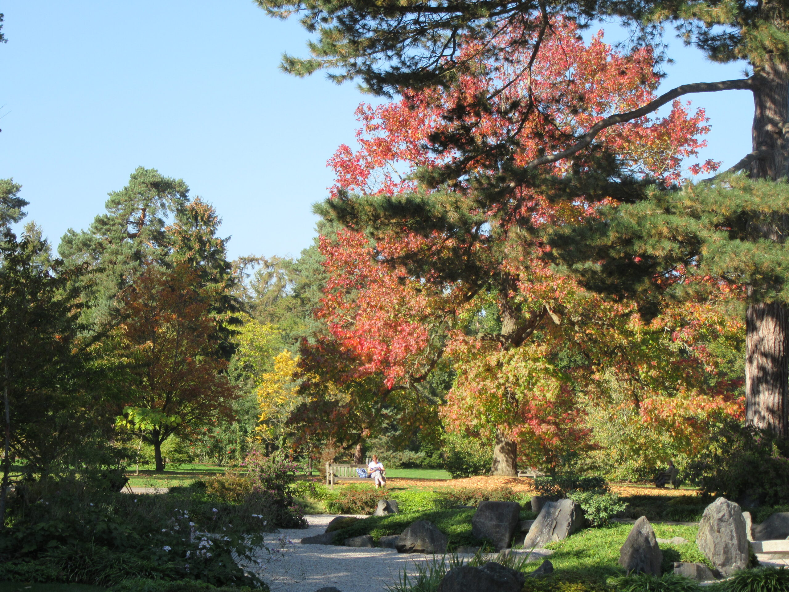 Japanese Graden, Kew by Allison Reid