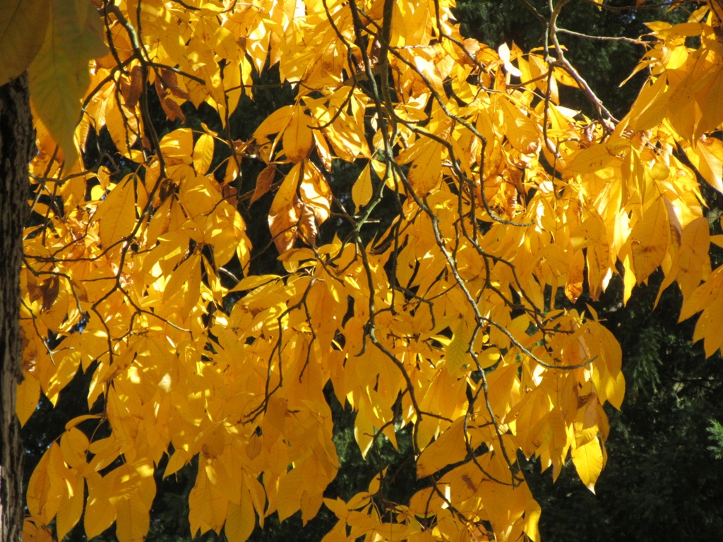 Autumn Leaves, Kew by Allison Reid