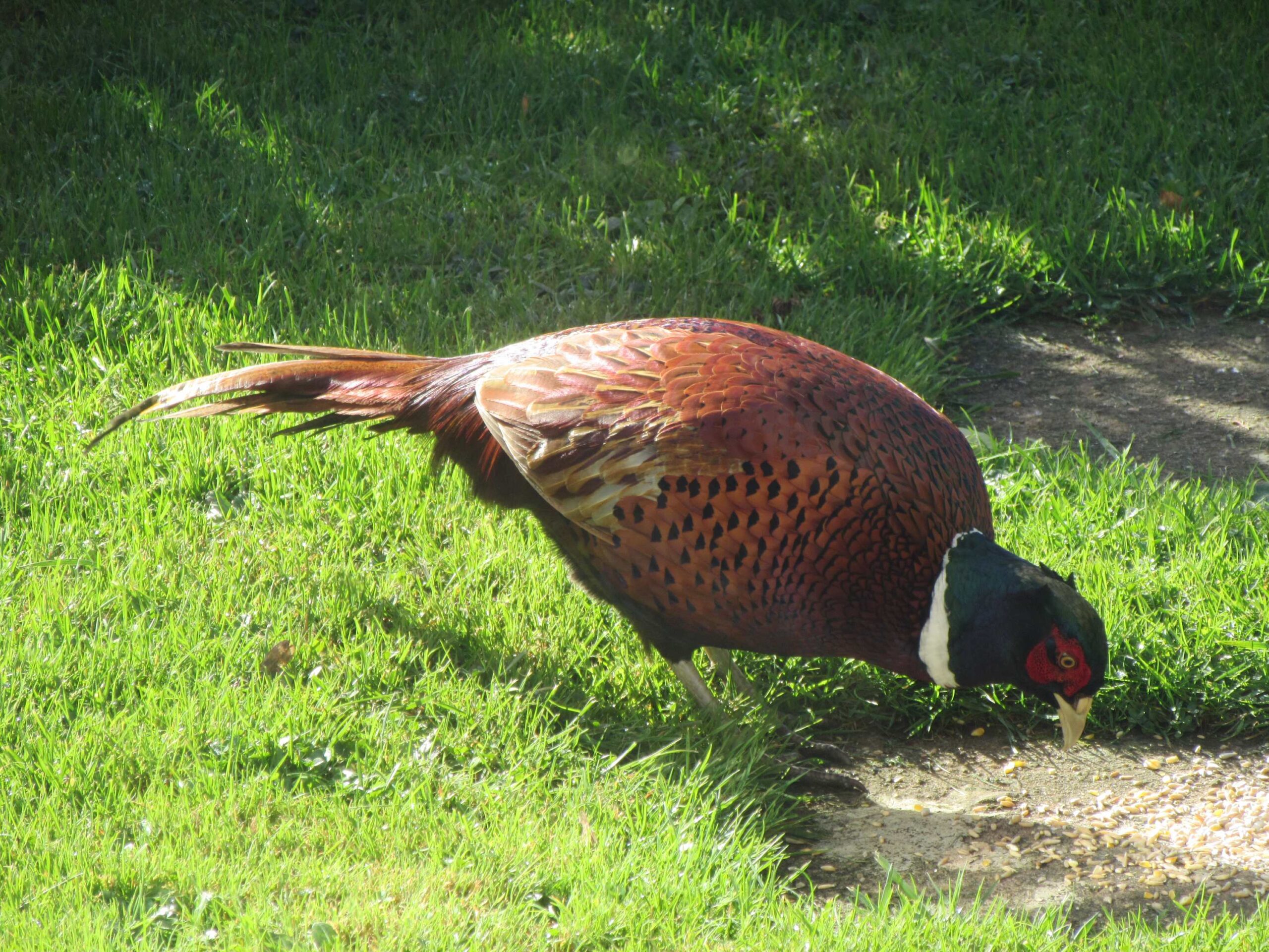 Pheasant in my garden by Allison Reid
