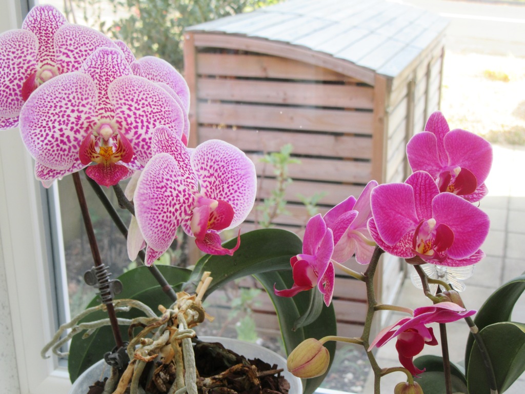 Orchids on my windowsill by Allison Reid
