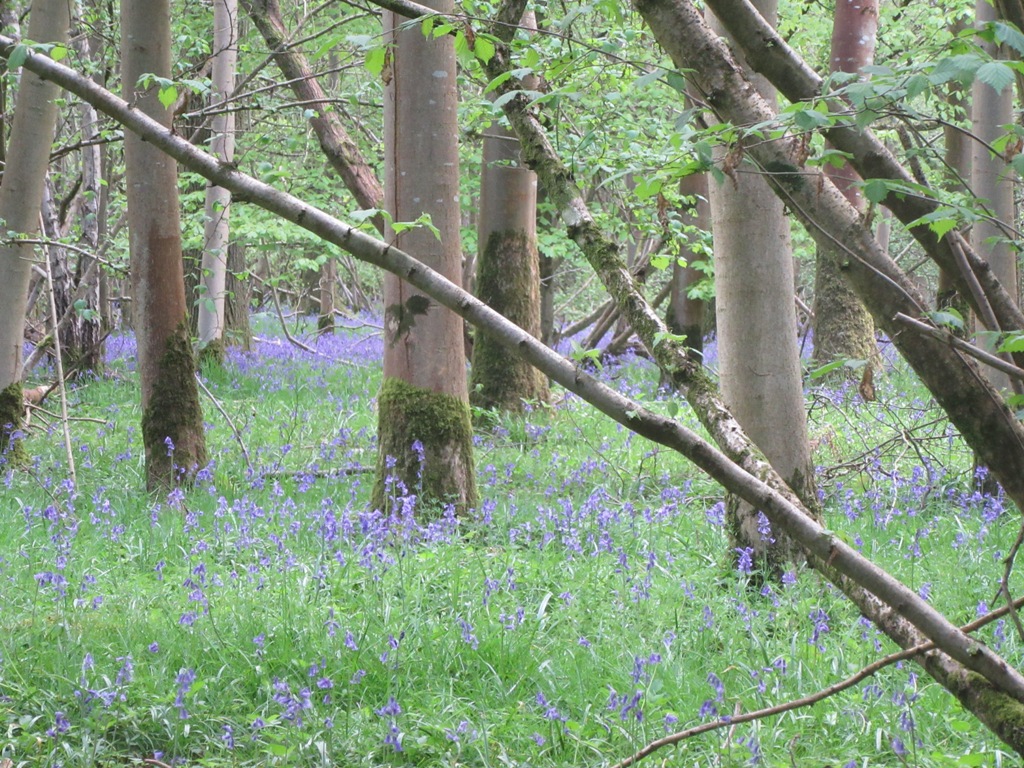 Worting Bluebell Woods by Allison Reid