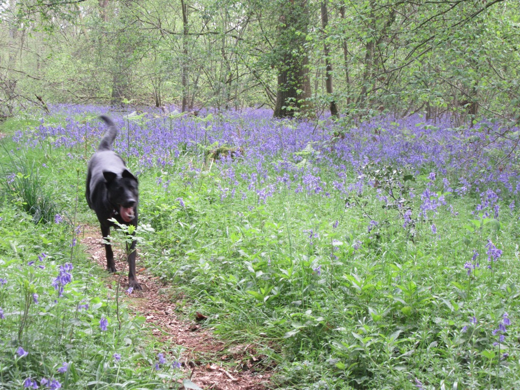 Holly in the Bluebells by Allison Reid