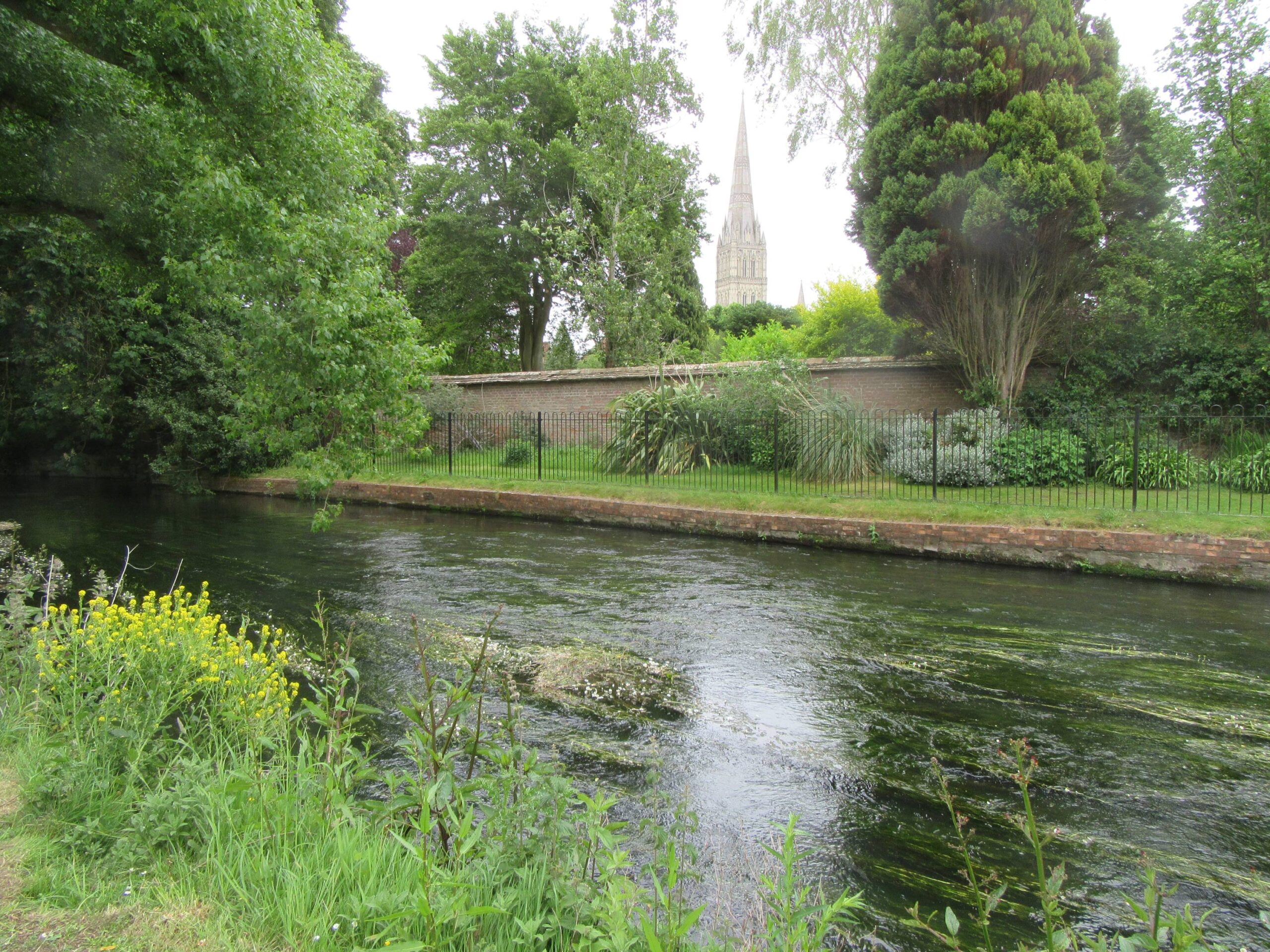 Salisbury Cathedral spire from the River Nadder by Allison Reid