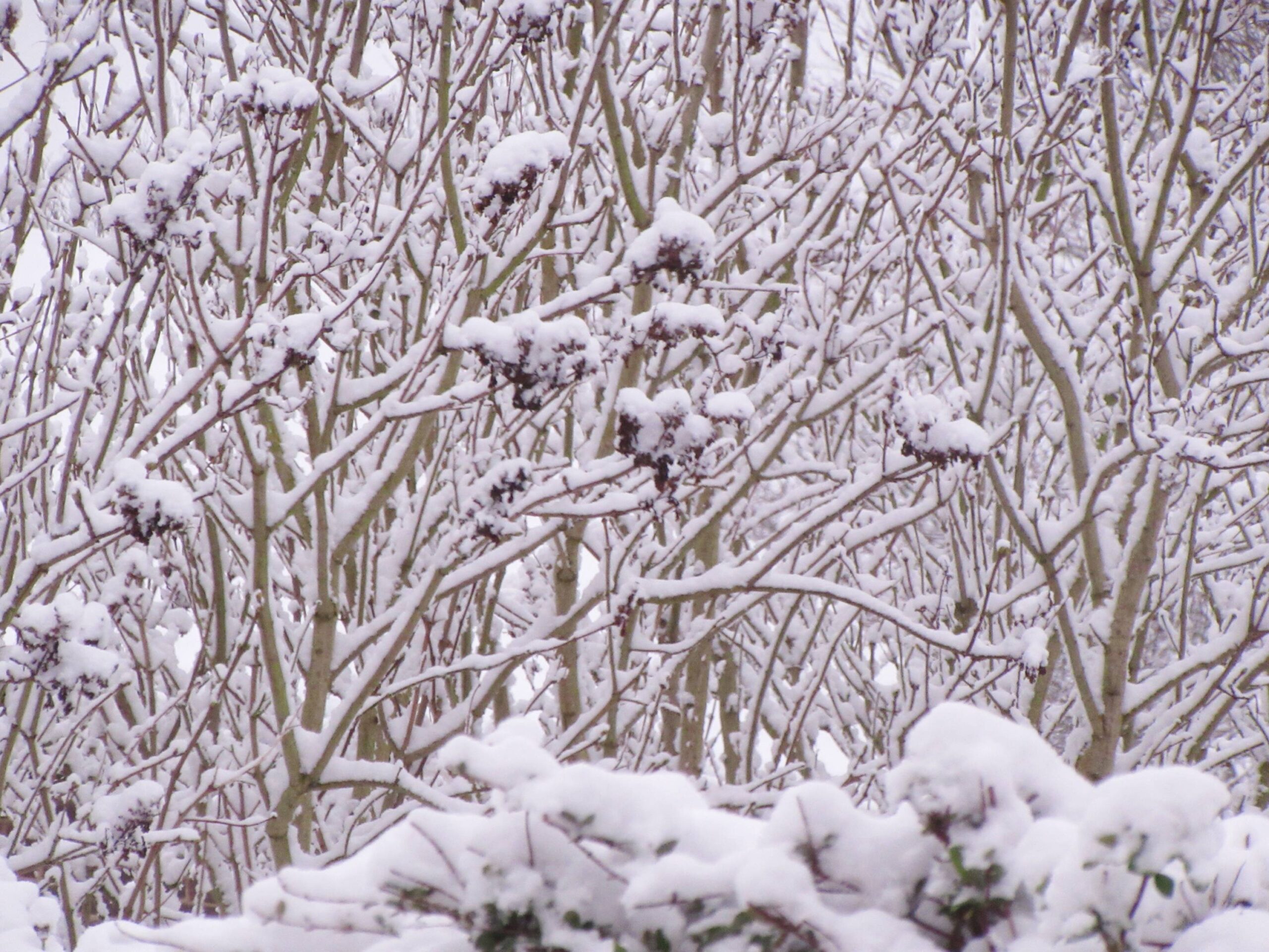 Snow on Branches by Allison Reid