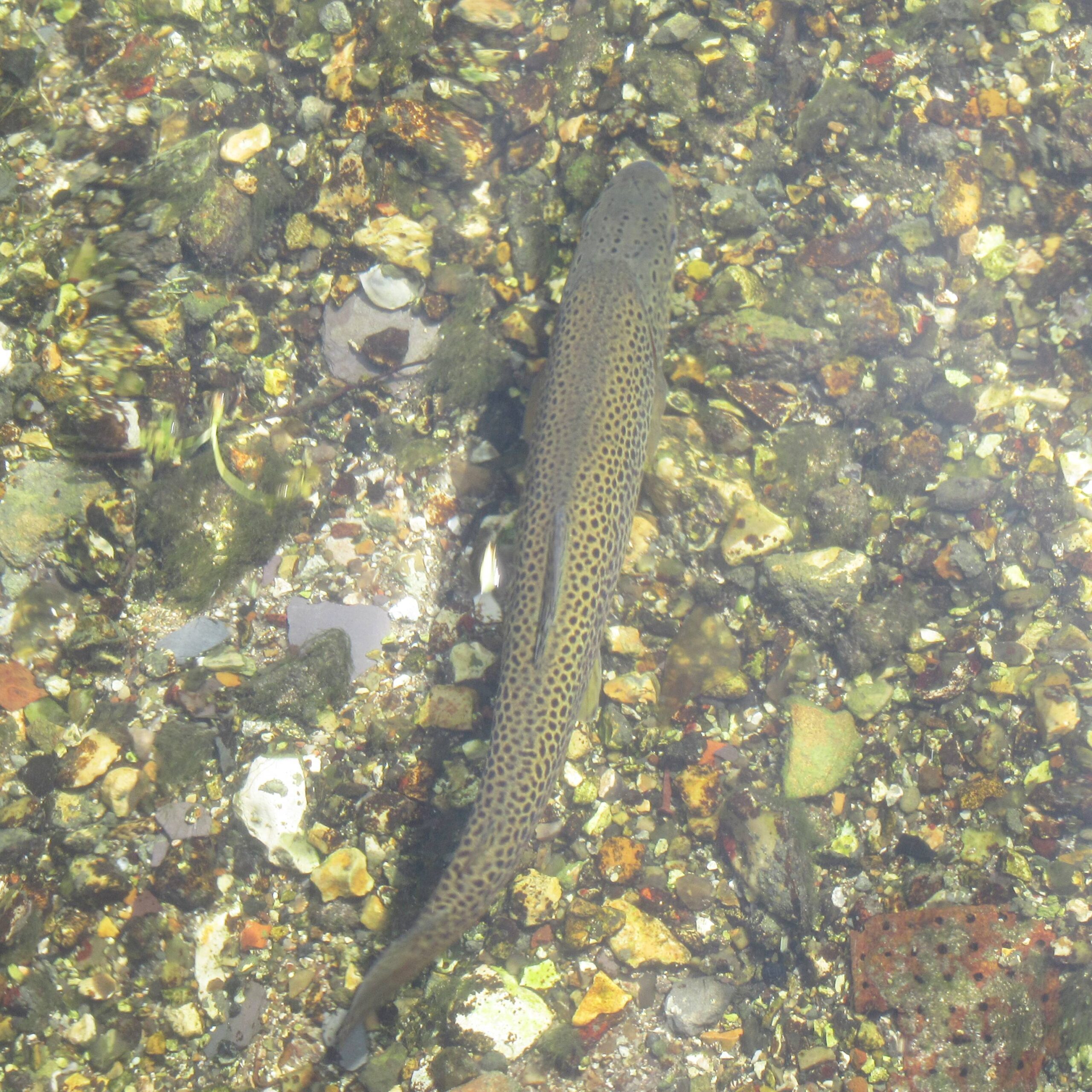 Mill Walk Test Trout (2) by Allison Reid