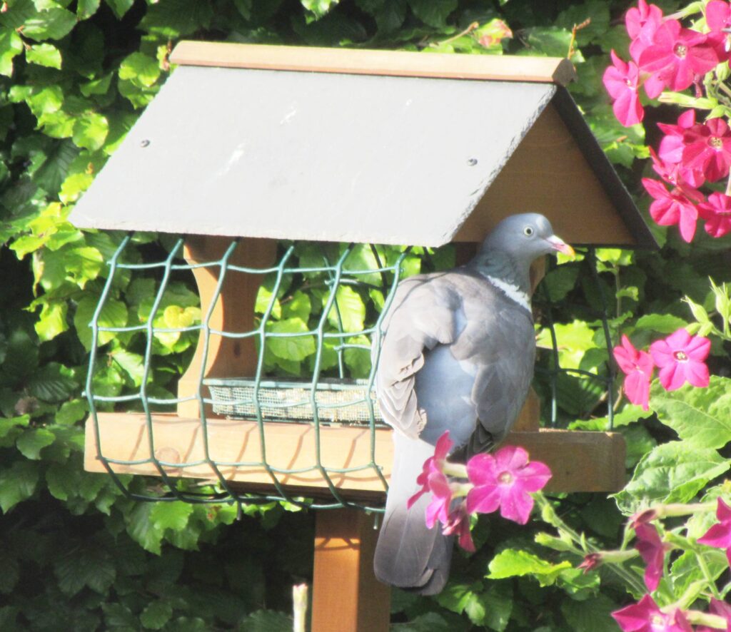 Woodpigeon on bird table by Allison Reid
