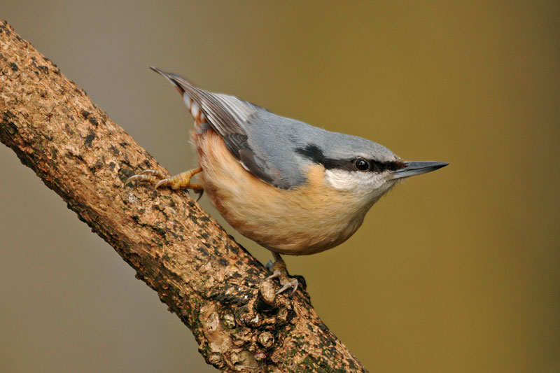 nuthatch-a.jpg (800×533)